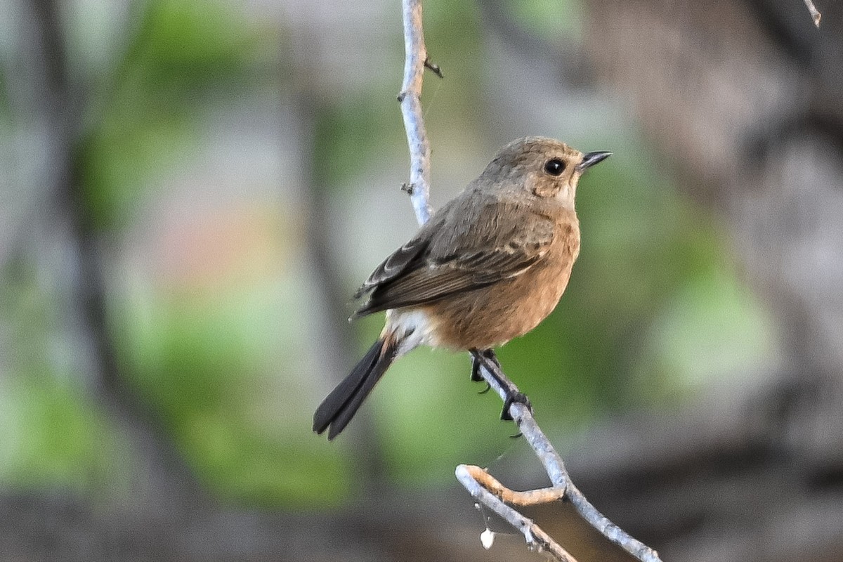 白斑黑石䳭 - ML645433707