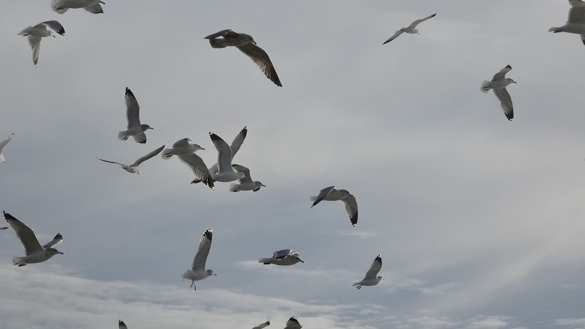 California Gull - ML645433709