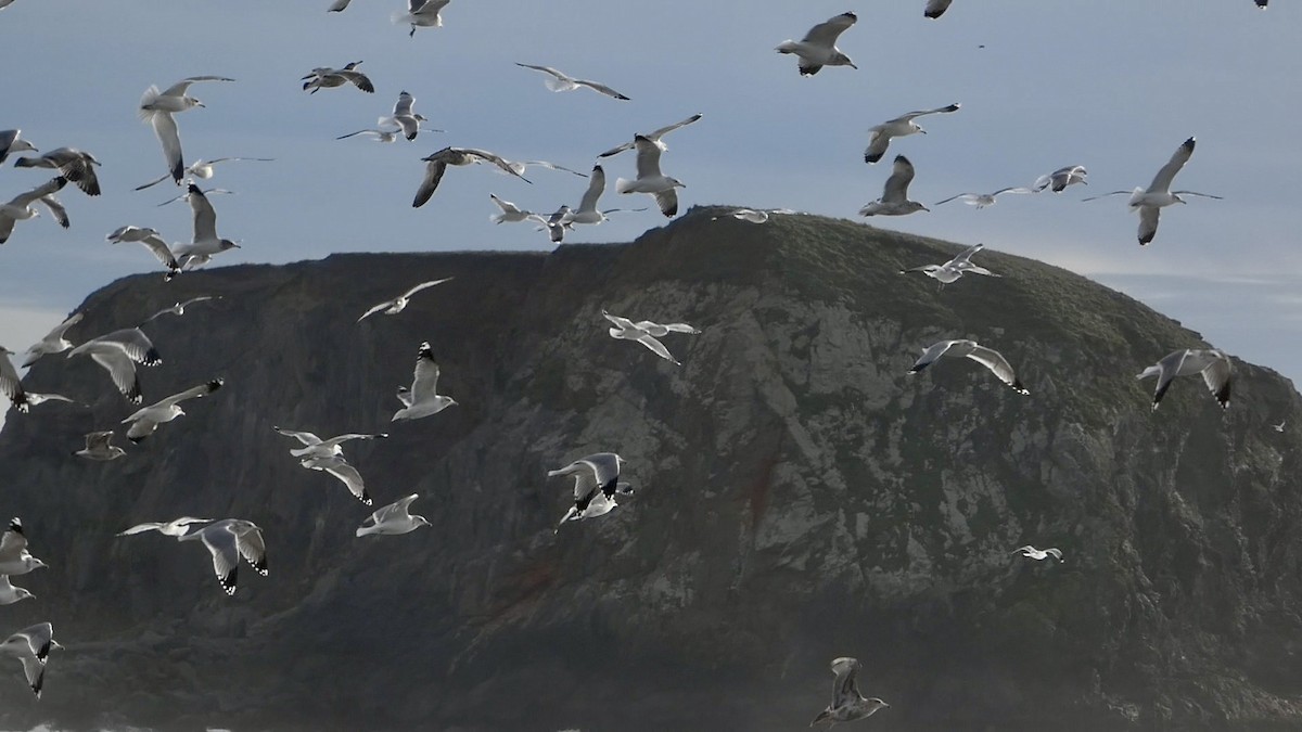 California Gull - ML645433710