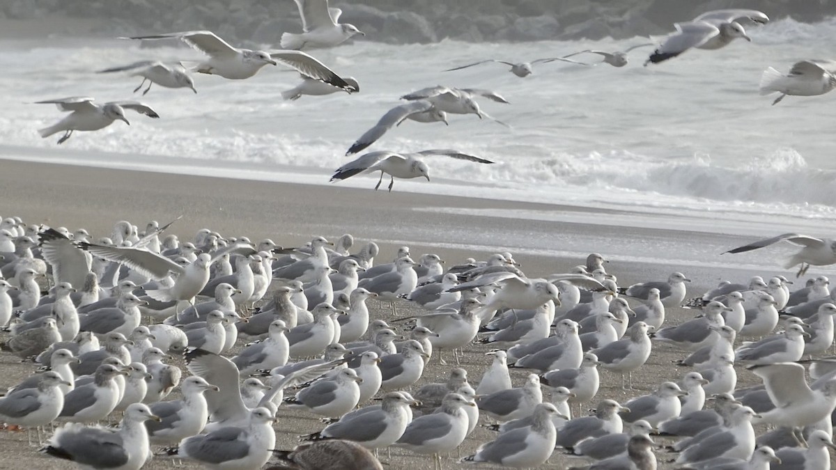 California Gull - ML645433711