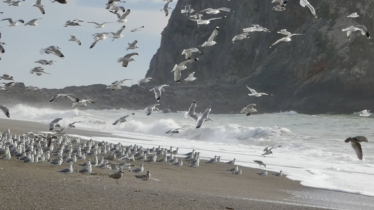 California Gull - ML645433712