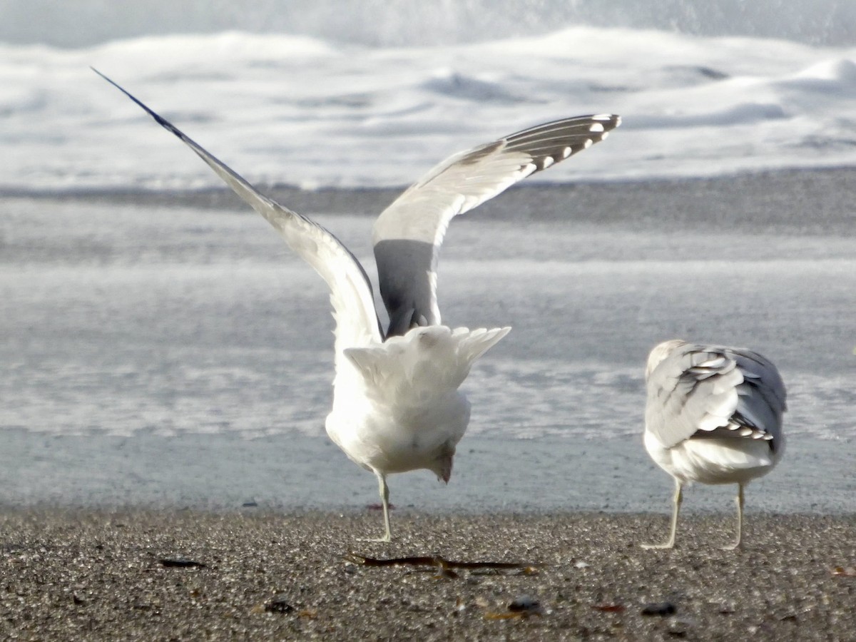 California Gull - ML645433713