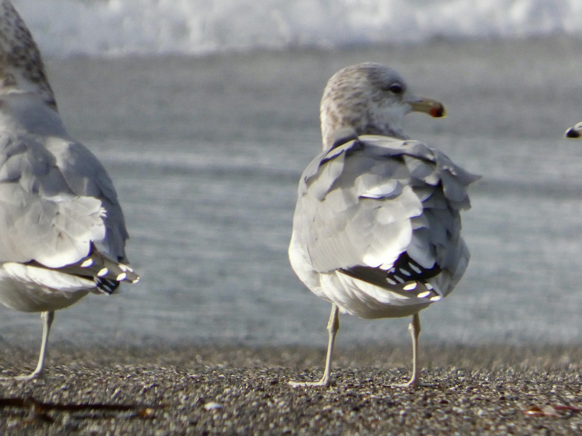 California Gull - ML645433714