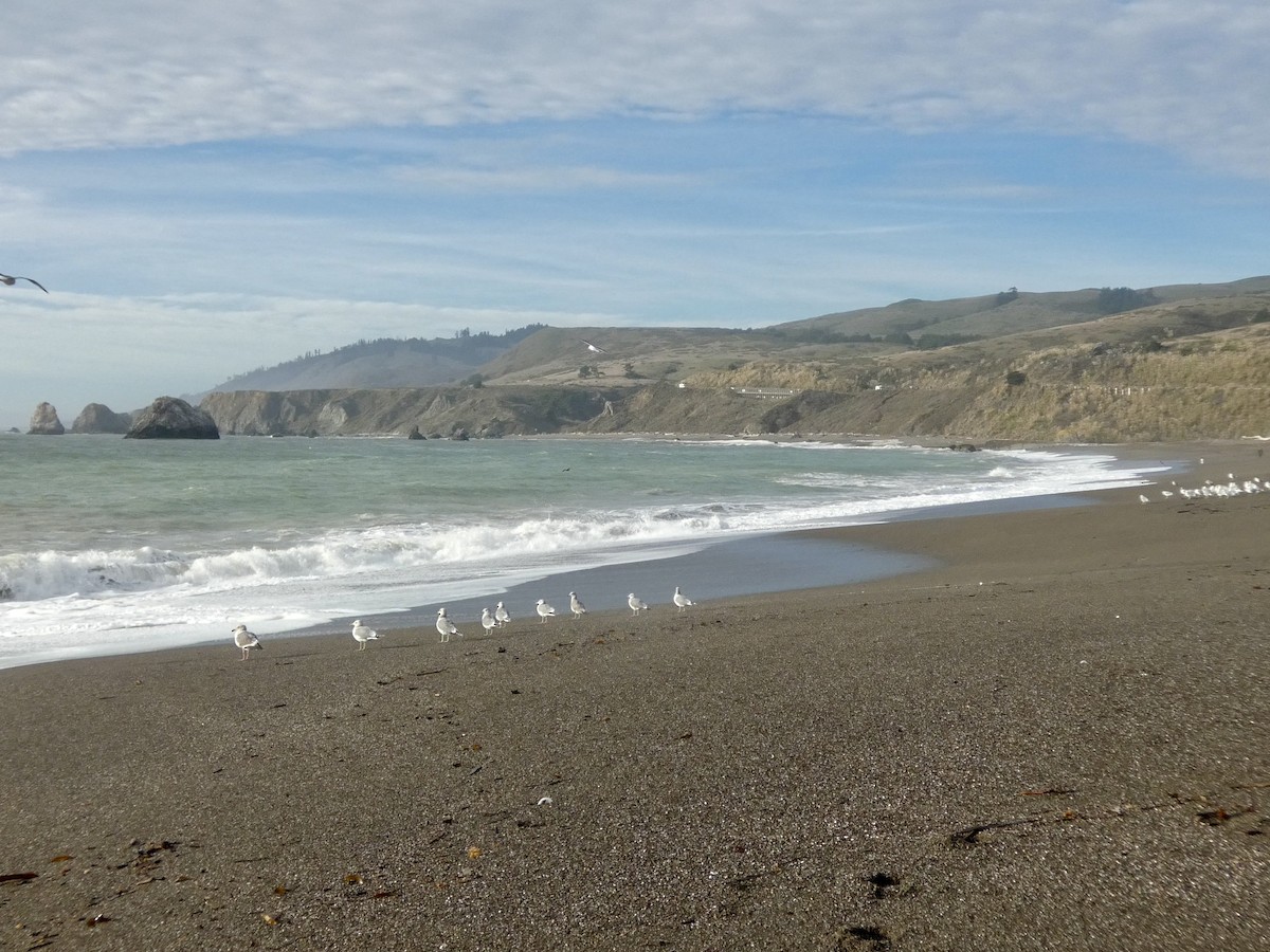 California Gull - ML645433715