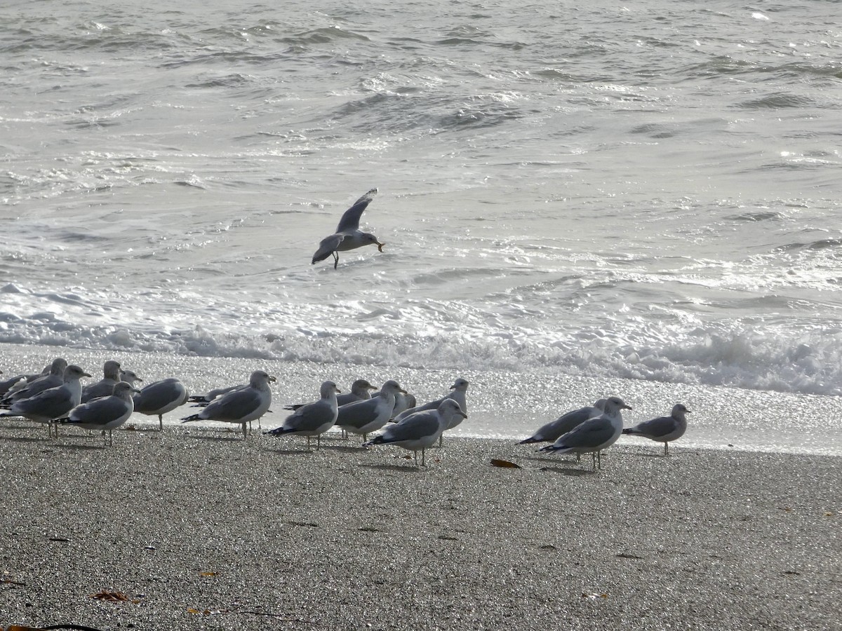 California Gull - ML645433716