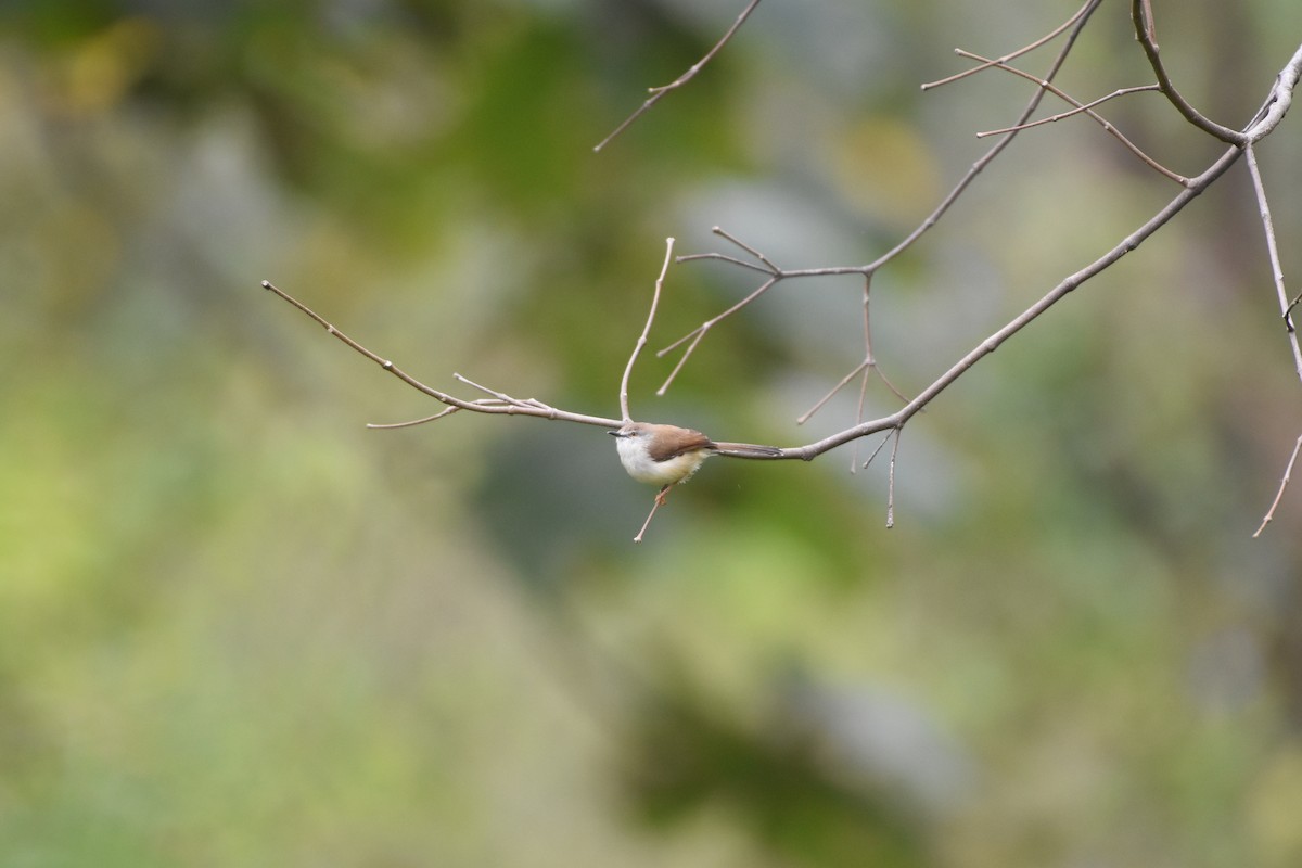 Gray-breasted Prinia - ML645433717