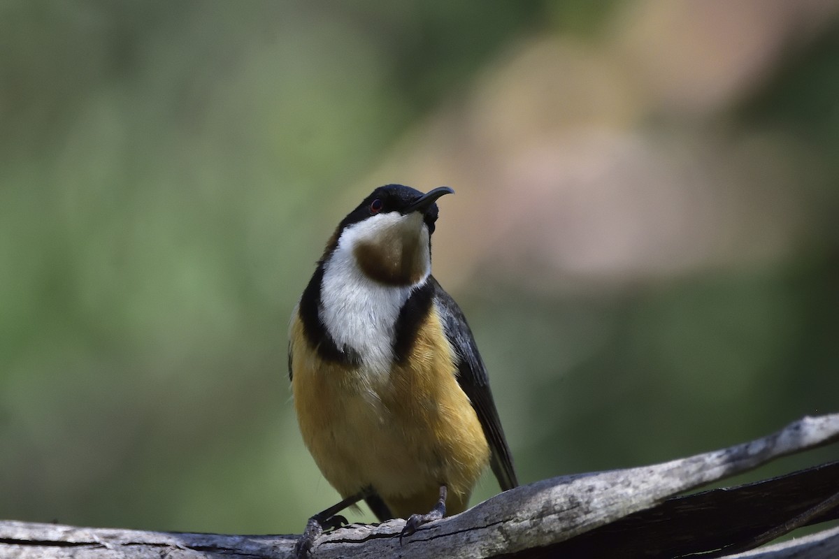 Eastern Spinebill - ML645433719