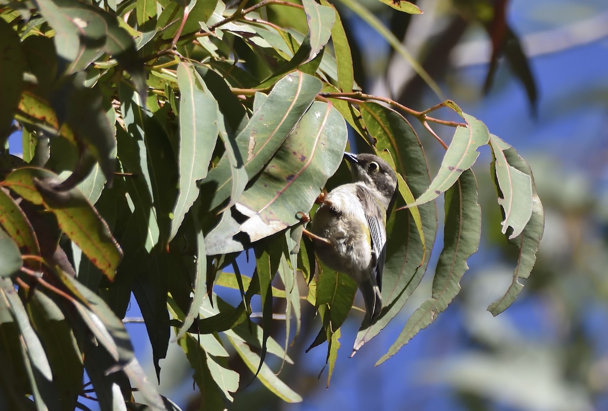 Brown-headed Honeyeater - ML645433720