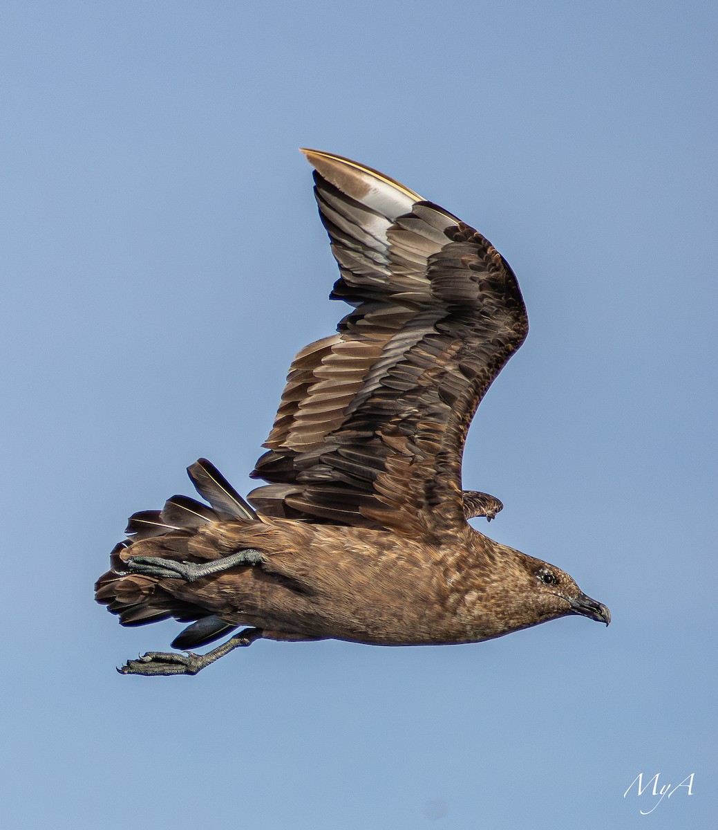 Great Skua - ML645433721