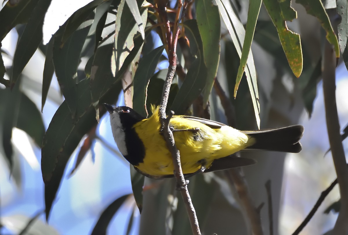 Golden Whistler (Eastern) - ML645433722