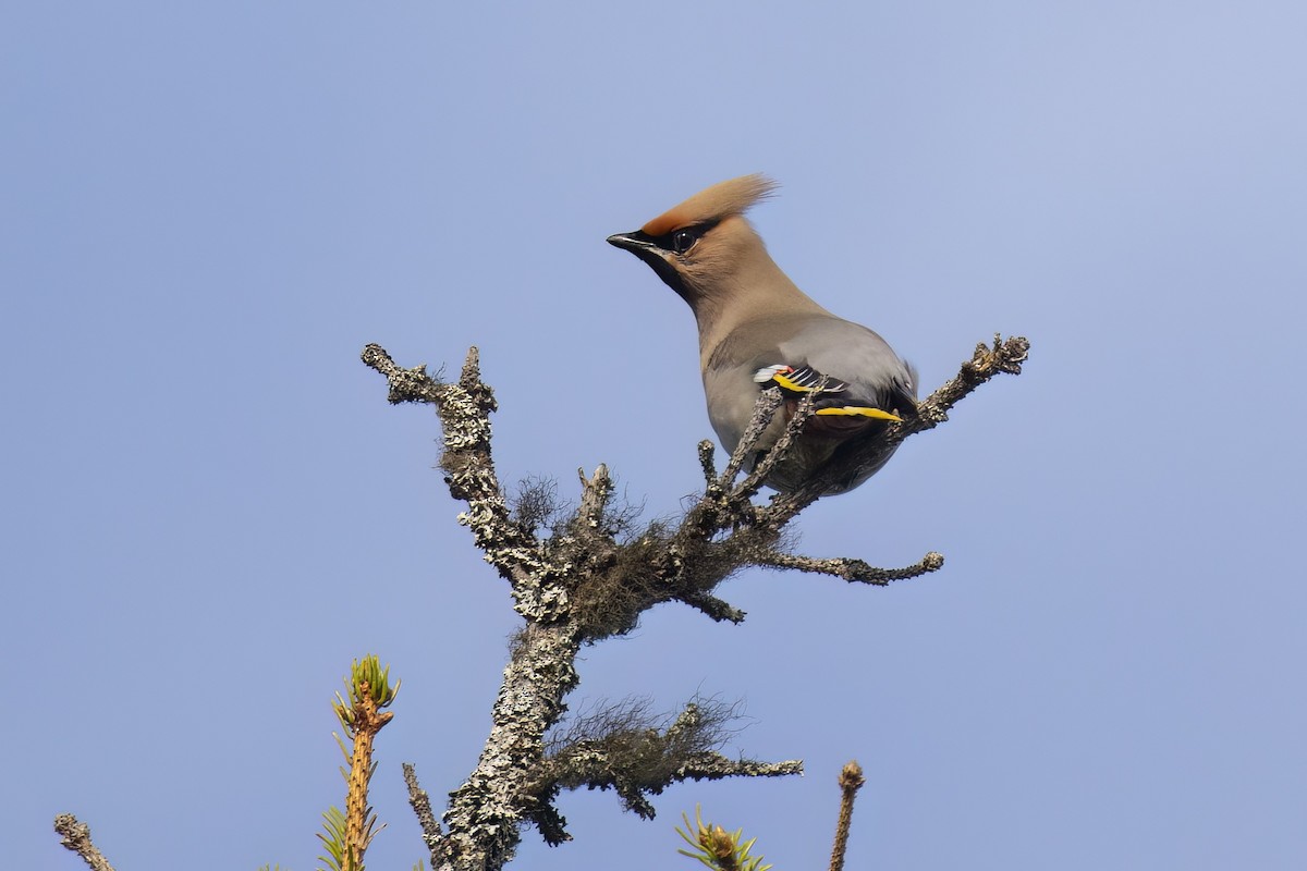黃連雀 - ML645433723