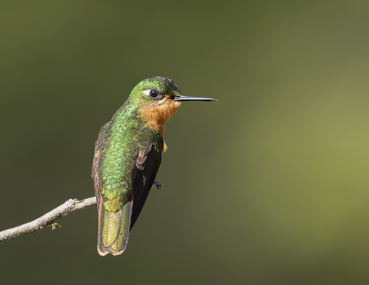 Brazilian Ruby - ML645433724