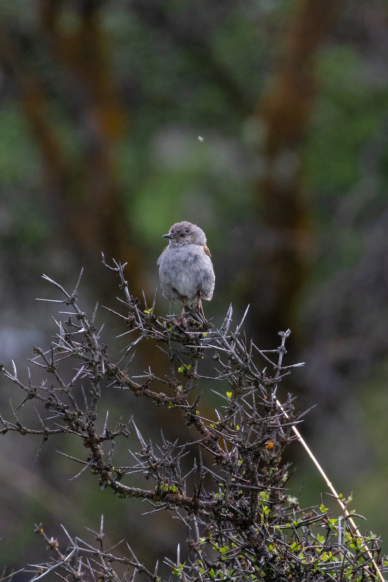 Dunnock - ML645433726