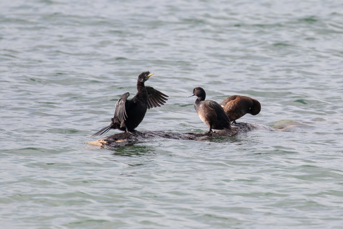 Little Pied Cormorant - ML645433728