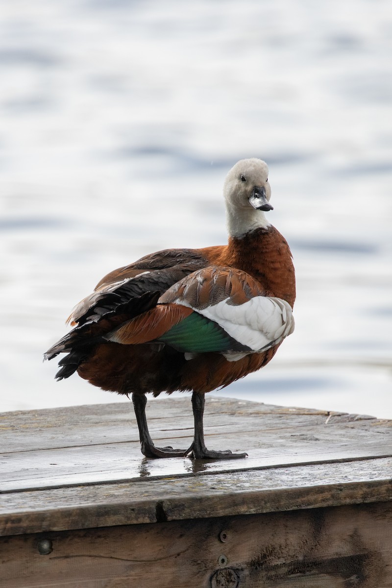 Paradise Shelduck - ML645433729