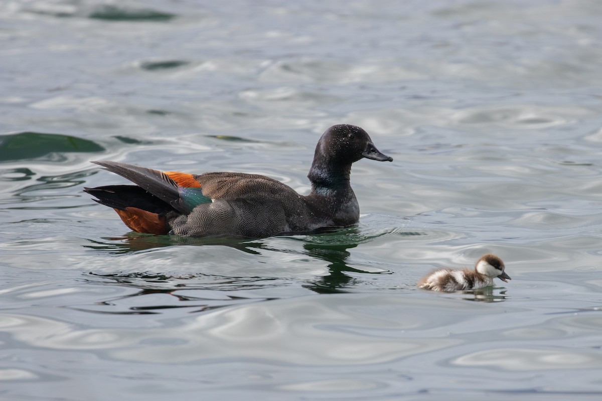 Paradise Shelduck - ML645433730
