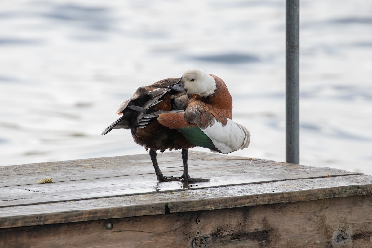 Paradise Shelduck - ML645433731