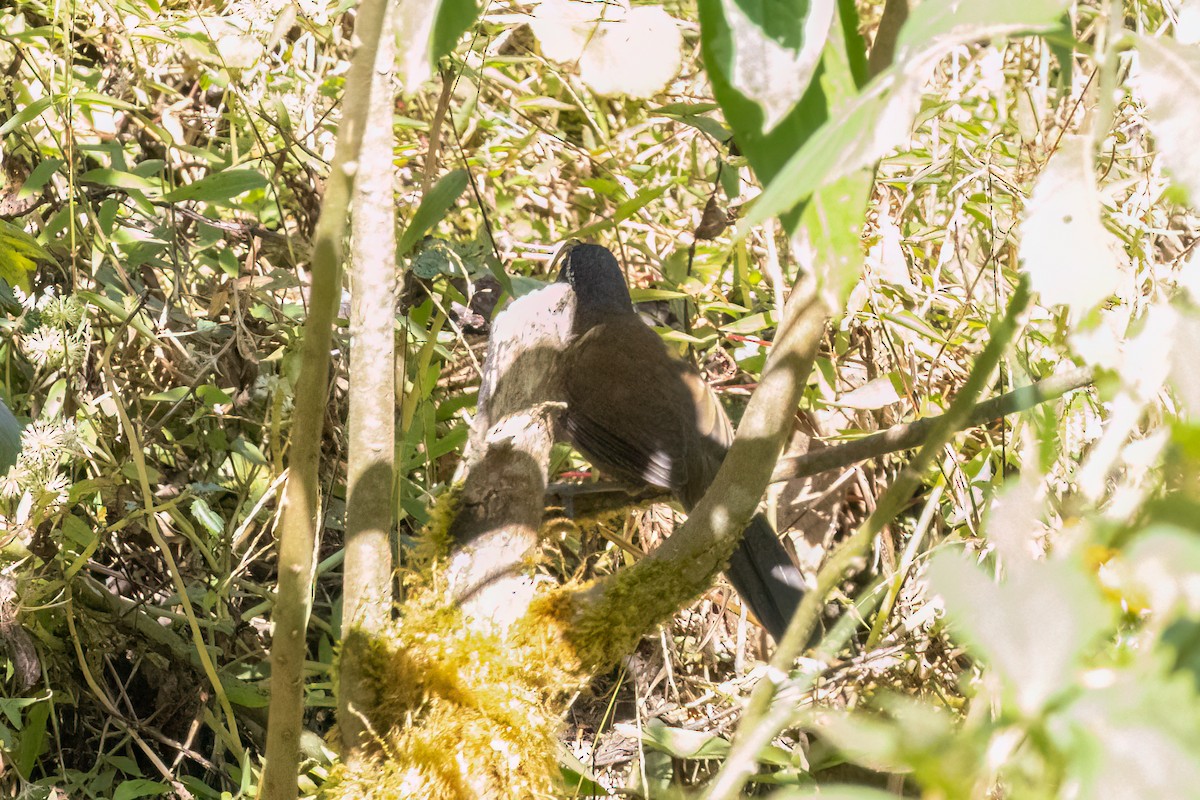 Slender-billed Scimitar-Babbler - ML645433733