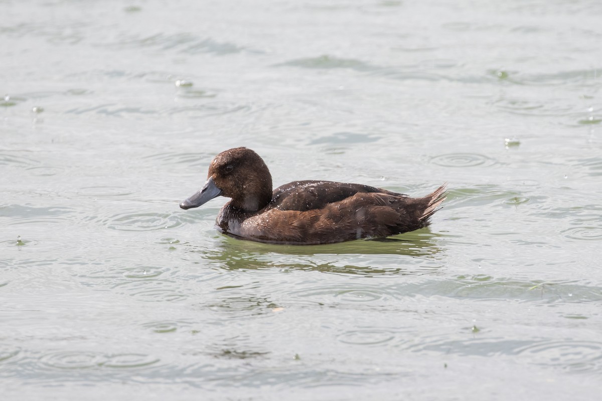 New Zealand Scaup - ML645433735