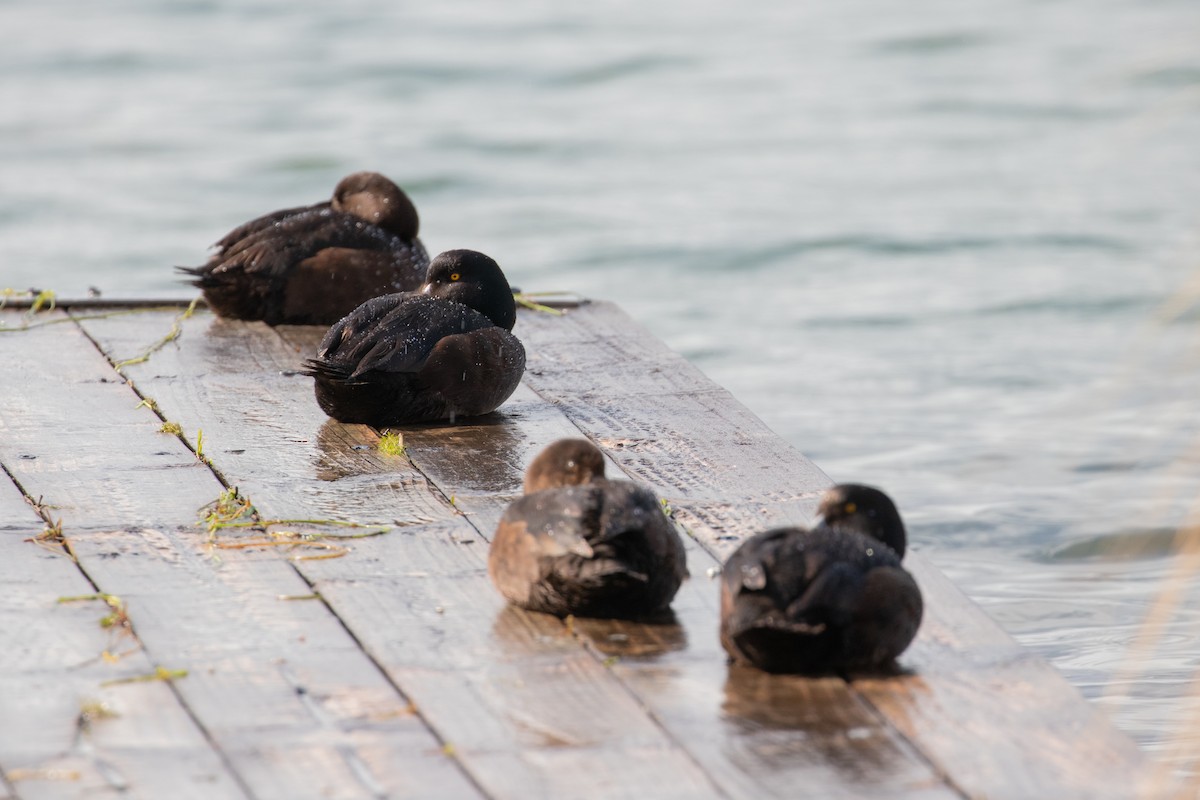 New Zealand Scaup - ML645433736