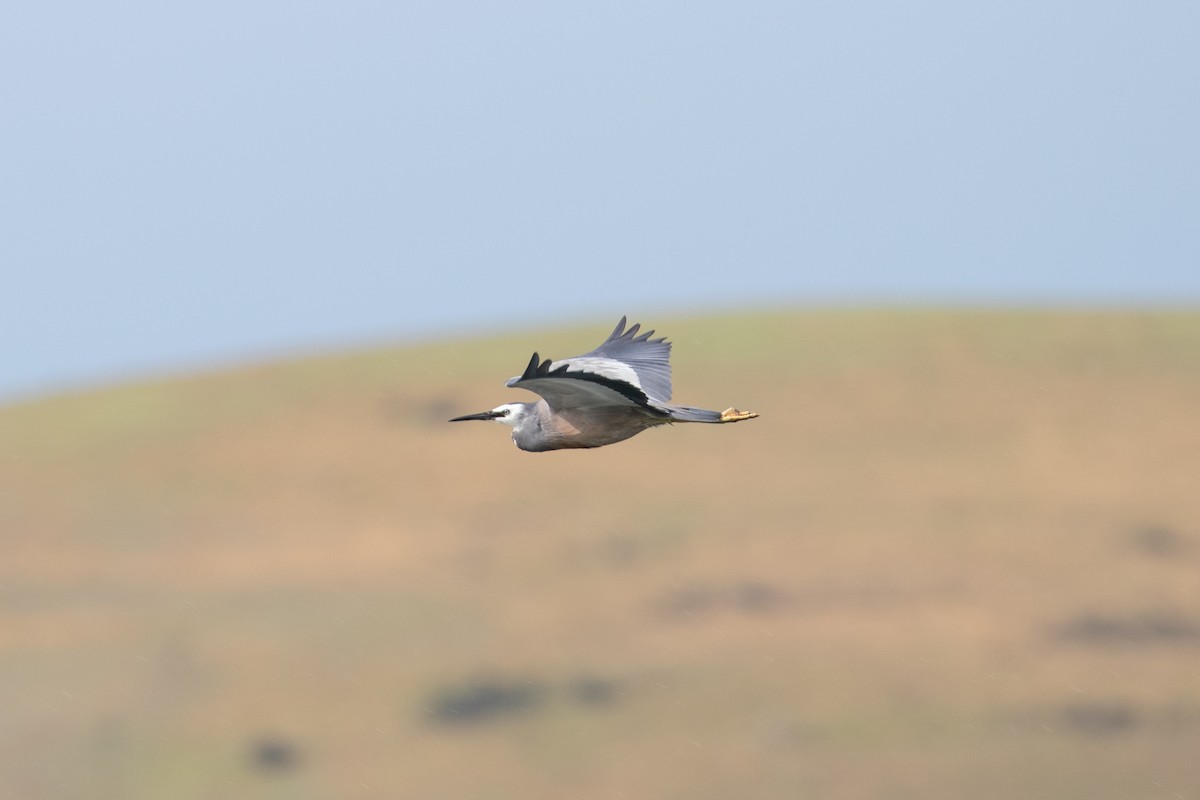 White-faced Heron - ML645433737