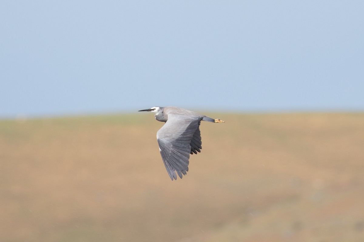 White-faced Heron - ML645433738