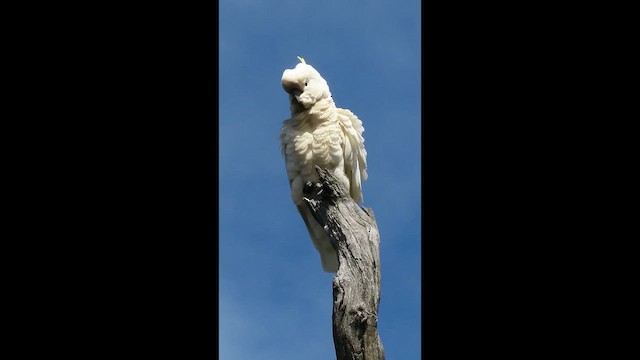 Sulphur-crested Cockatoo - ML645433739