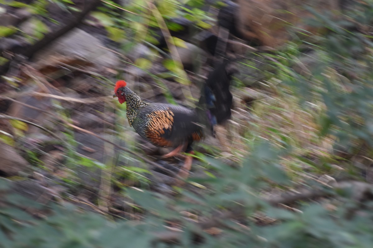 Gray Junglefowl - ML645433750