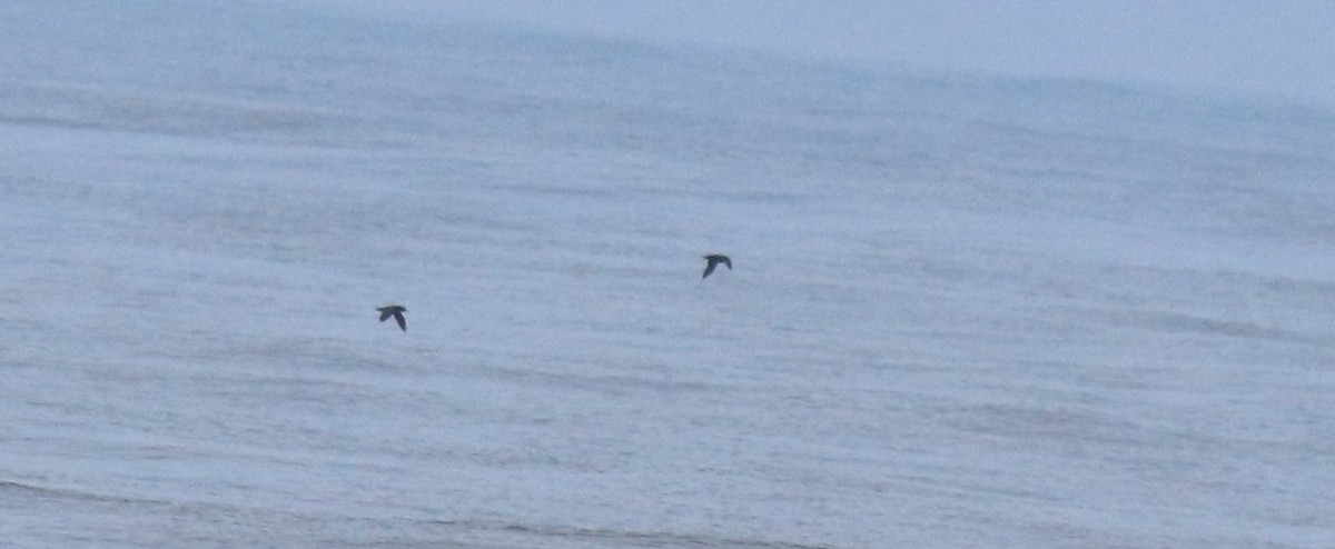 Flesh-footed Shearwater - ML645433766