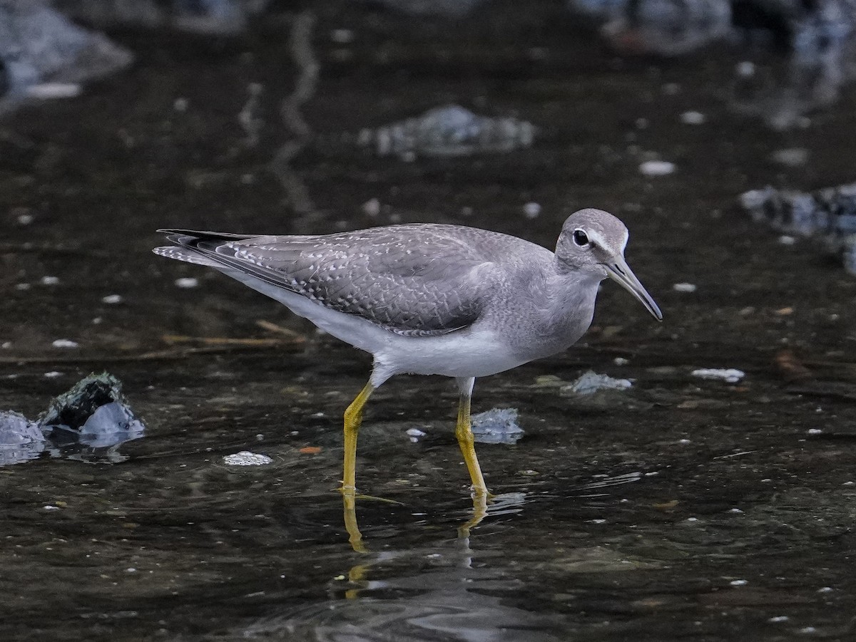 キアシシギ - ML645433775