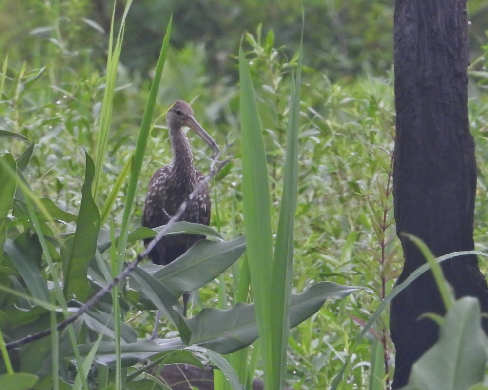 Limpkin - ML645433776