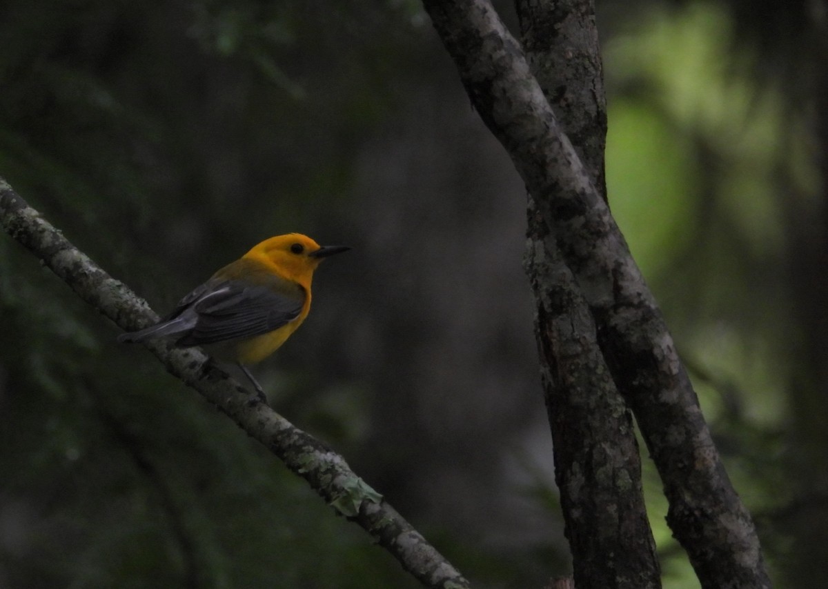 Prothonotary Warbler - ML645433780