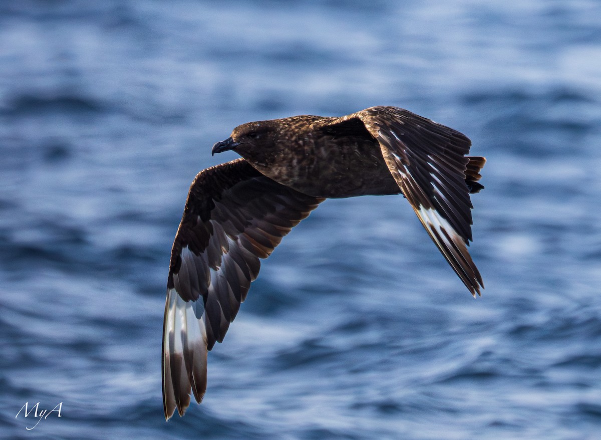 Great Skua - ML645433782