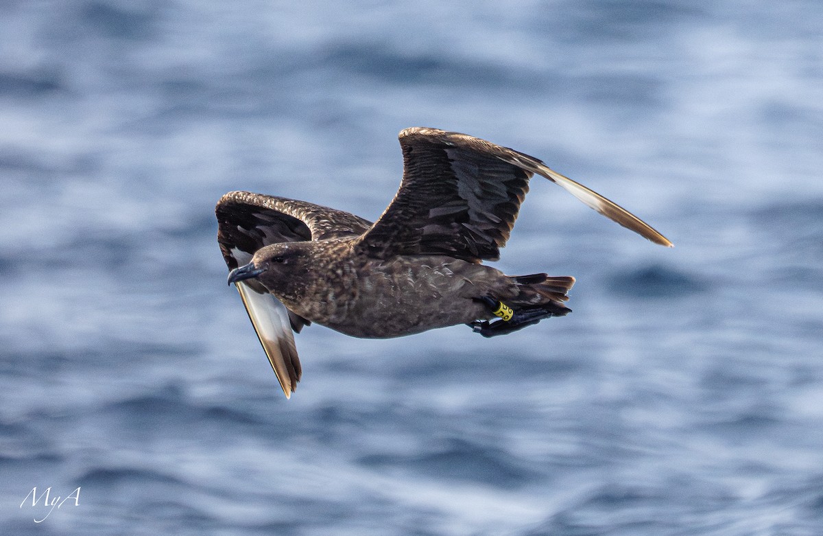 Great Skua - ML645433783