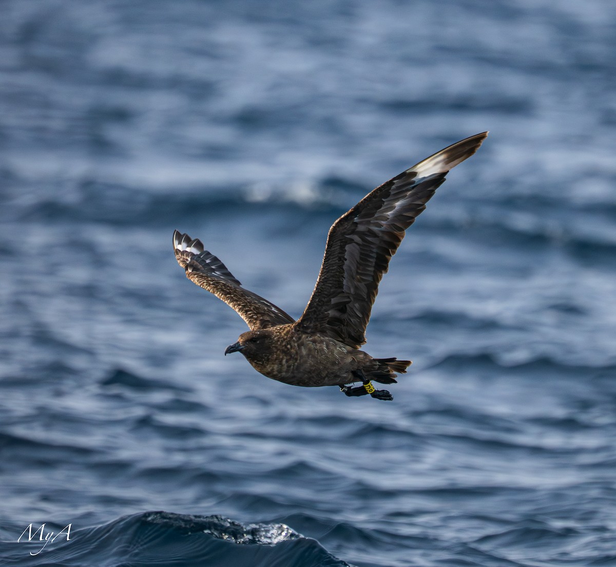 Great Skua - ML645433784