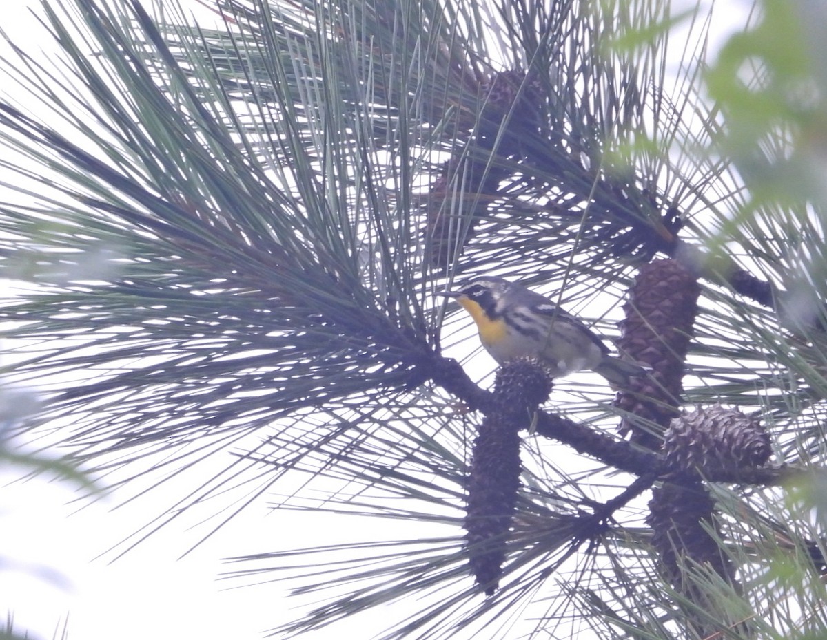 Yellow-throated Warbler - ML645433785