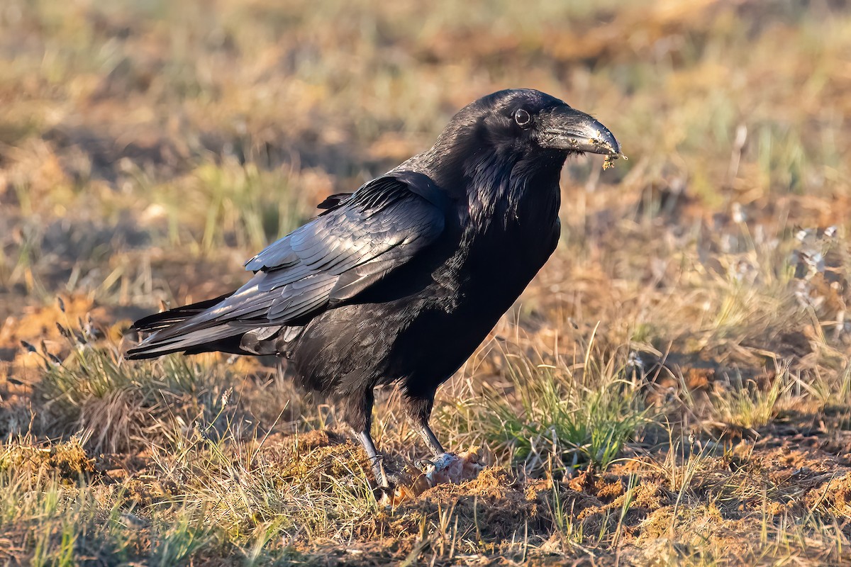 Common Raven - ML645433786