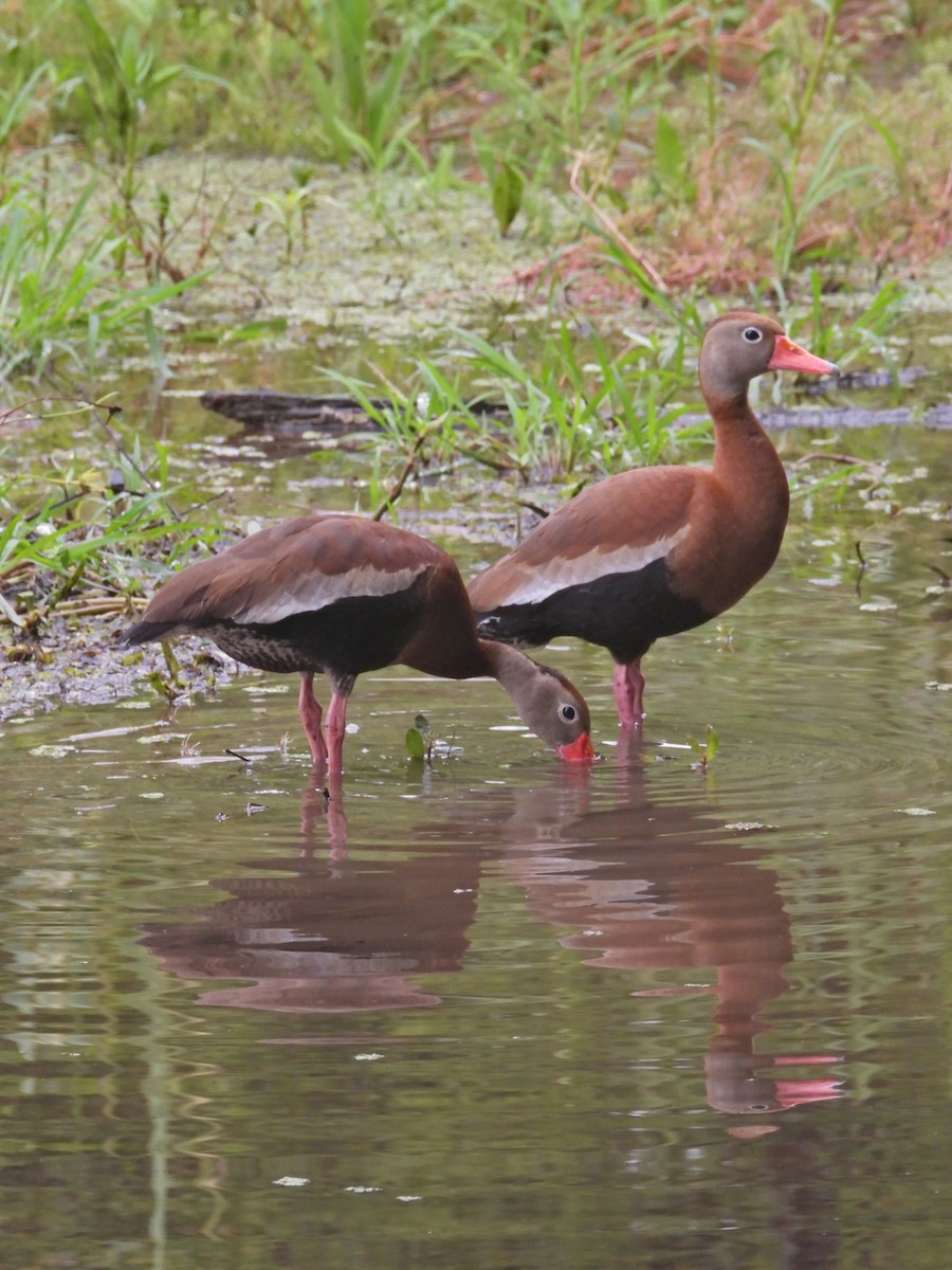 Black-bellied Whistling-Duck - ML645433789