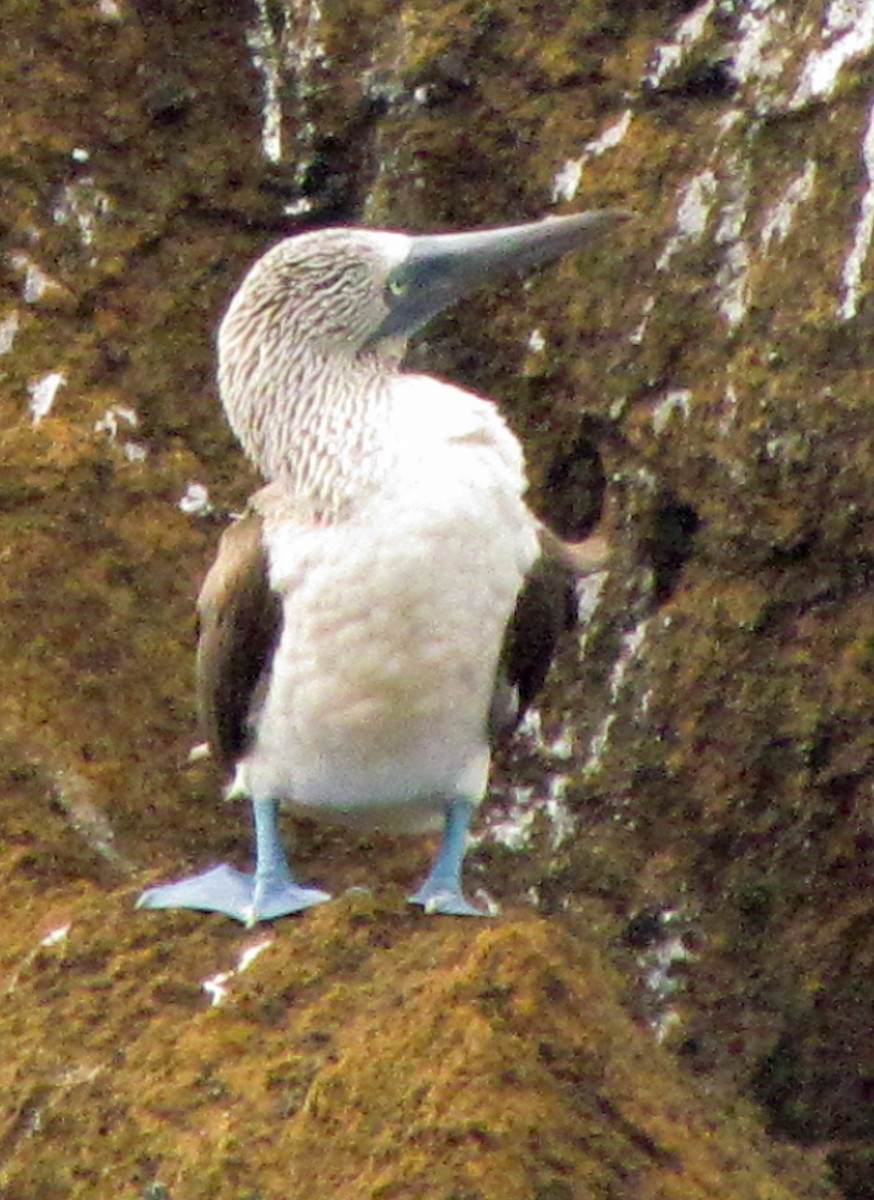Blue-footed Booby - ML645433794