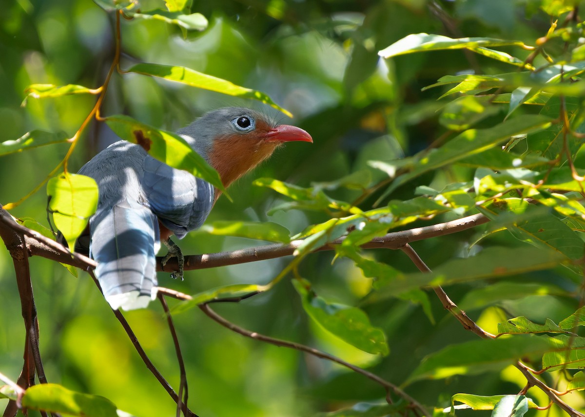 Red-billed Malkoha - ML645433799