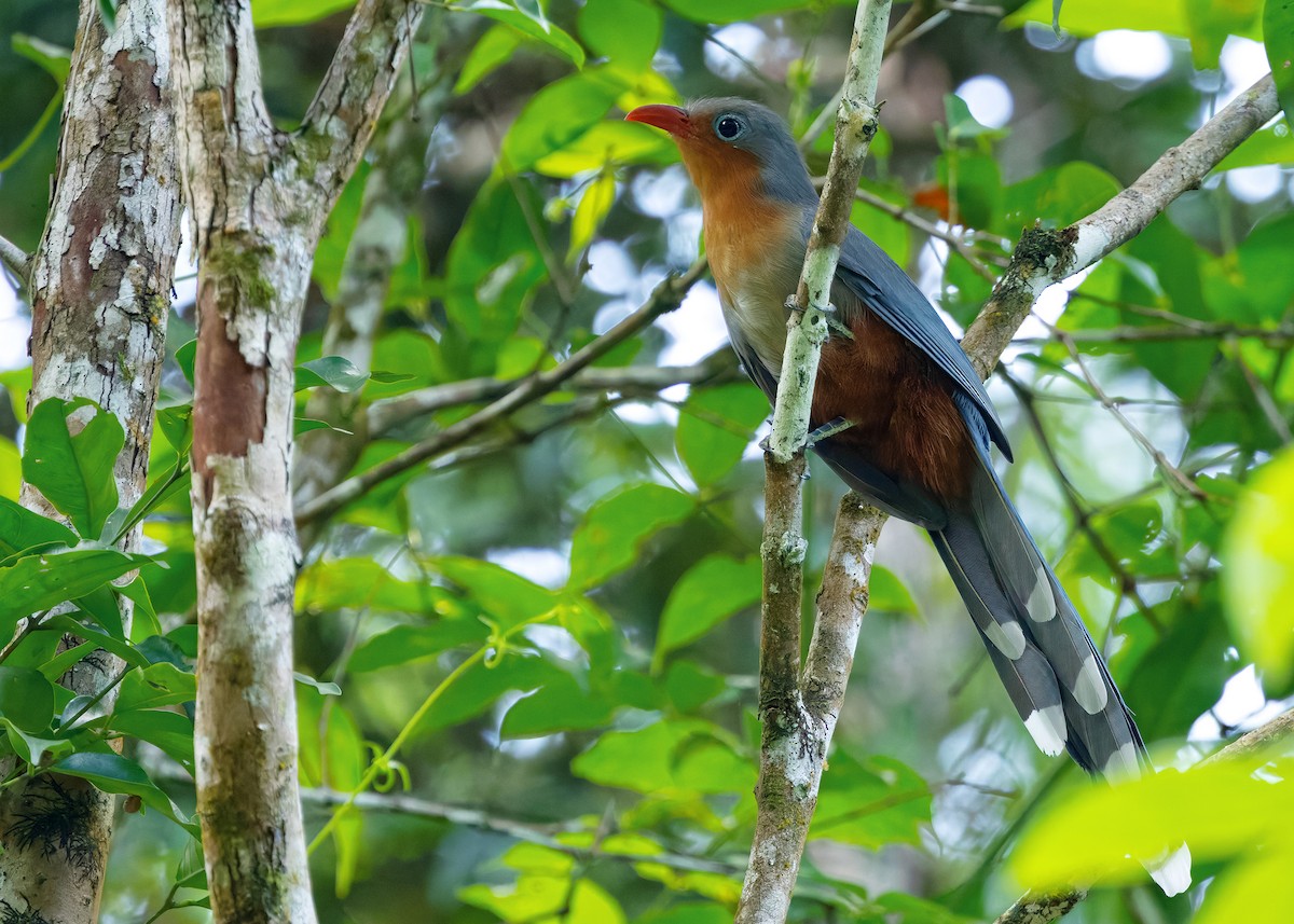 Red-billed Malkoha - ML645433800
