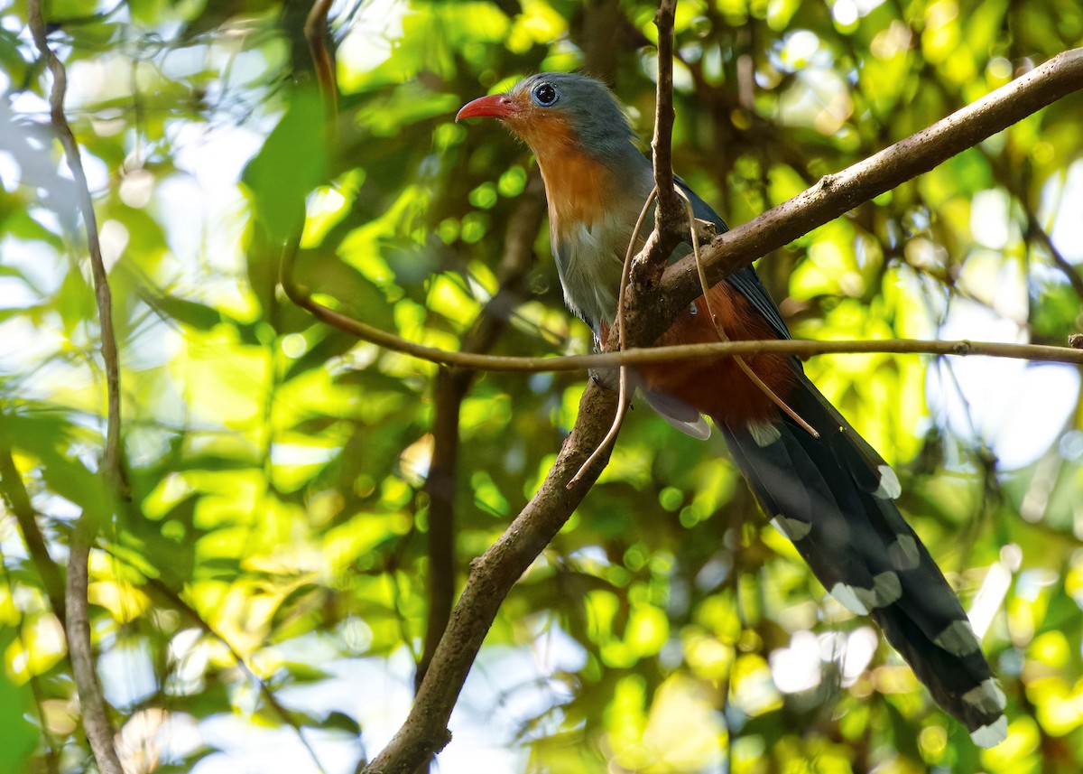 Red-billed Malkoha - ML645433801