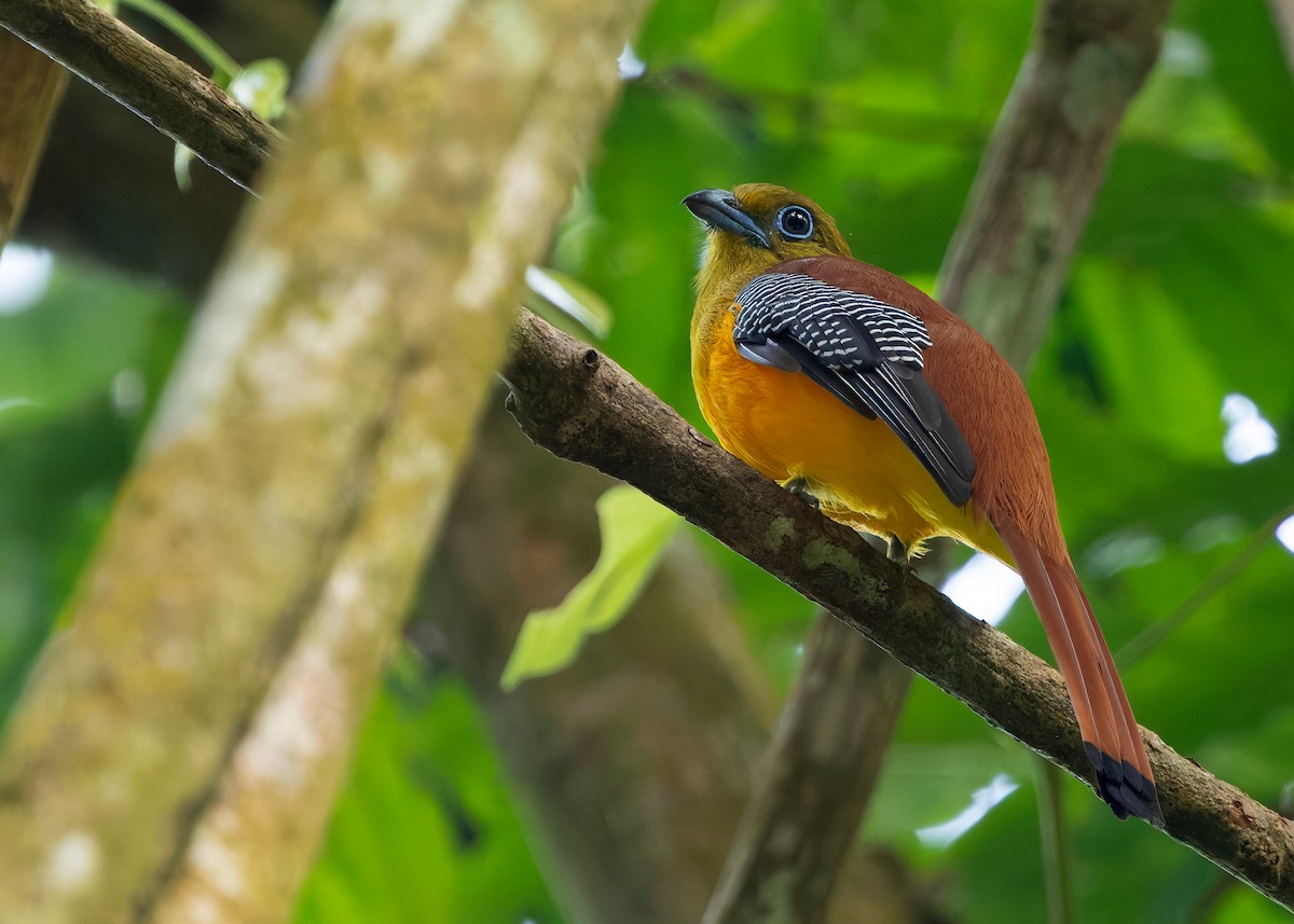 ヤマキヌバネドリ（dulitensis グループ） - ML645433803