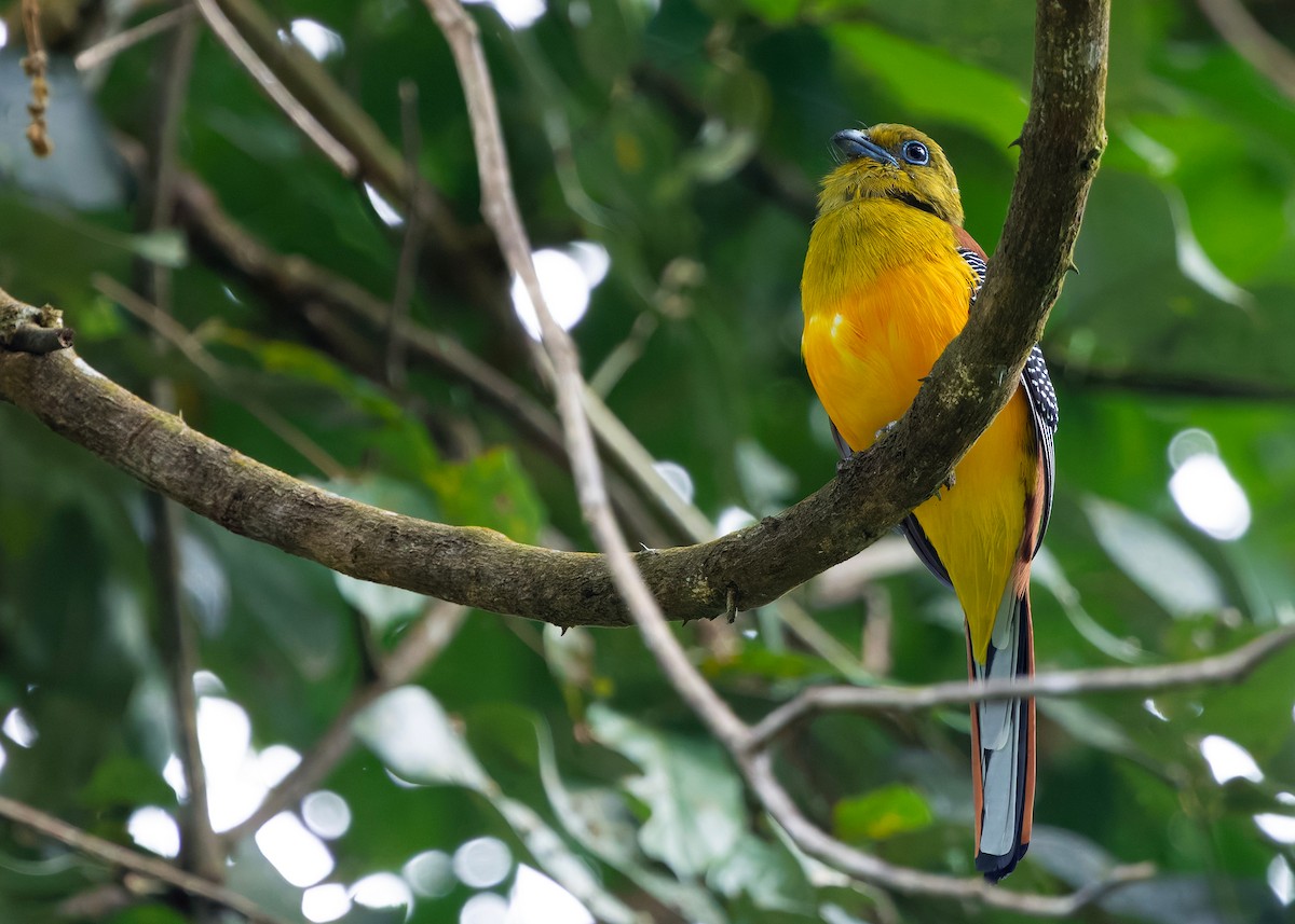 ヤマキヌバネドリ（dulitensis グループ） - ML645433804