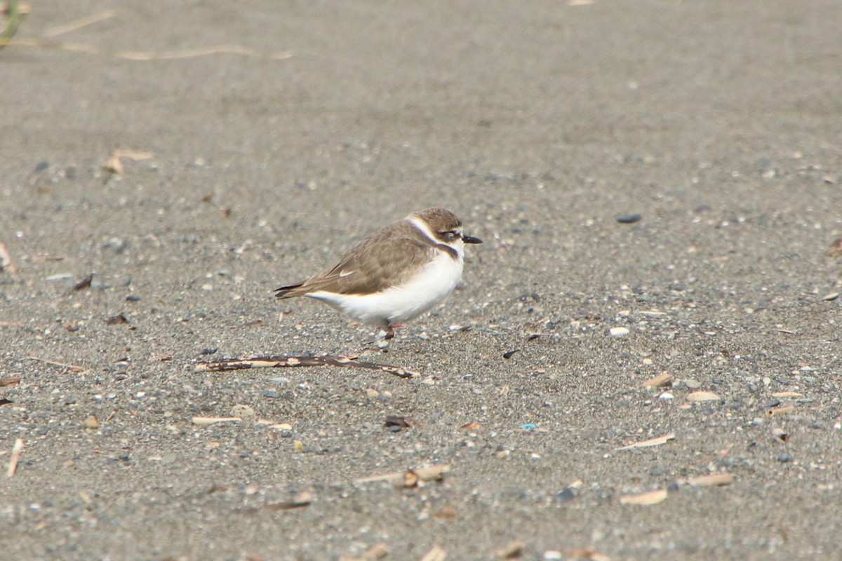 Пісочник морський (підвид alexandrinus/nihonensis) - ML645433806