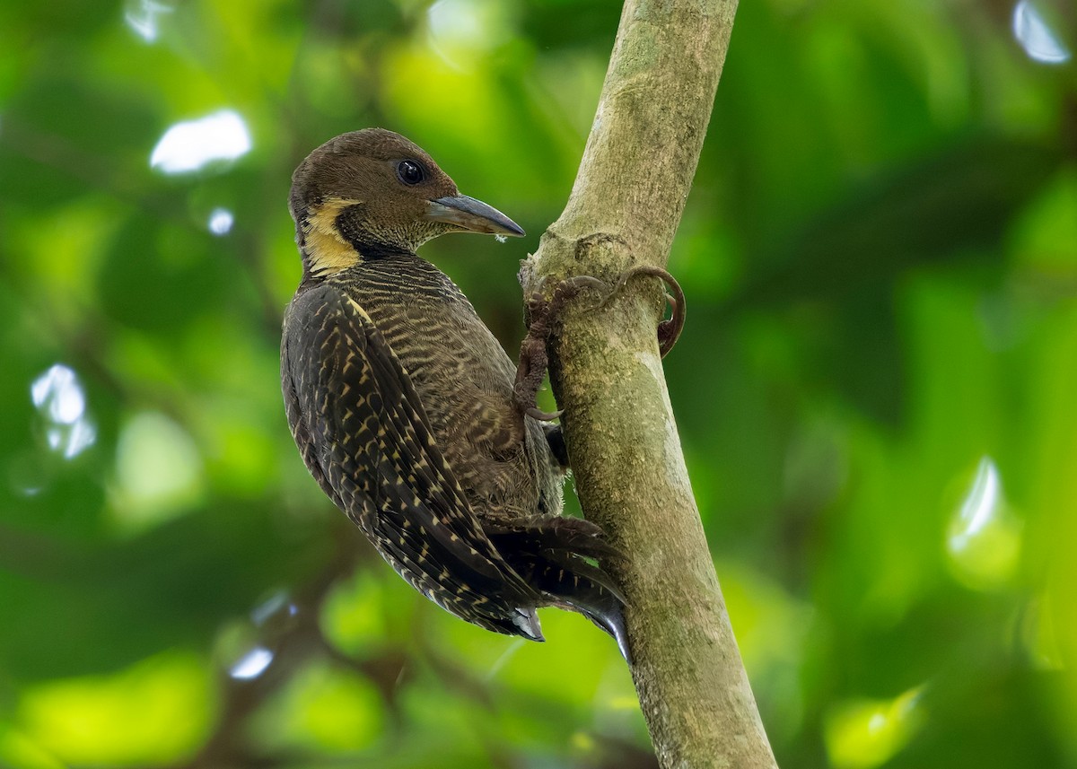 Tukkispecht - ML645433814