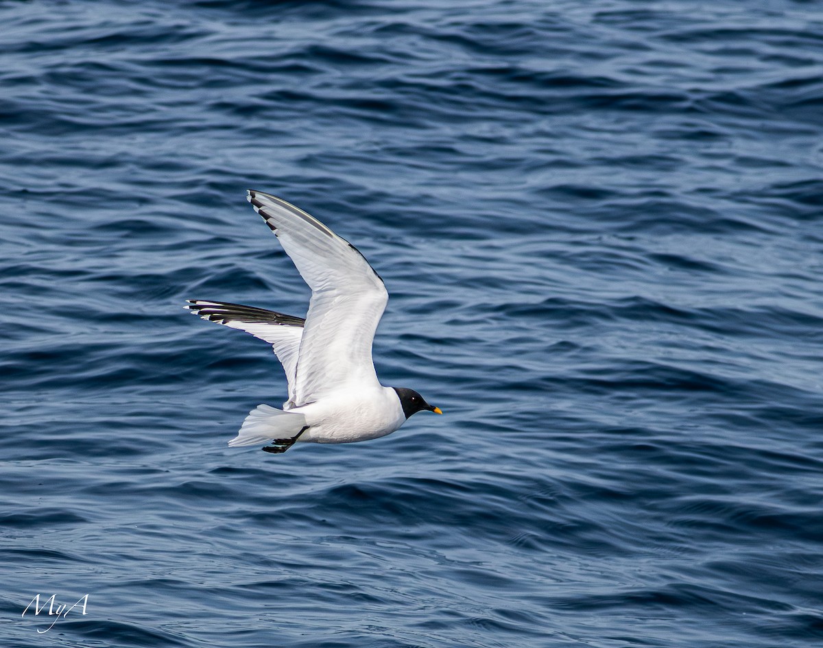 Sabine's Gull - ML645433816