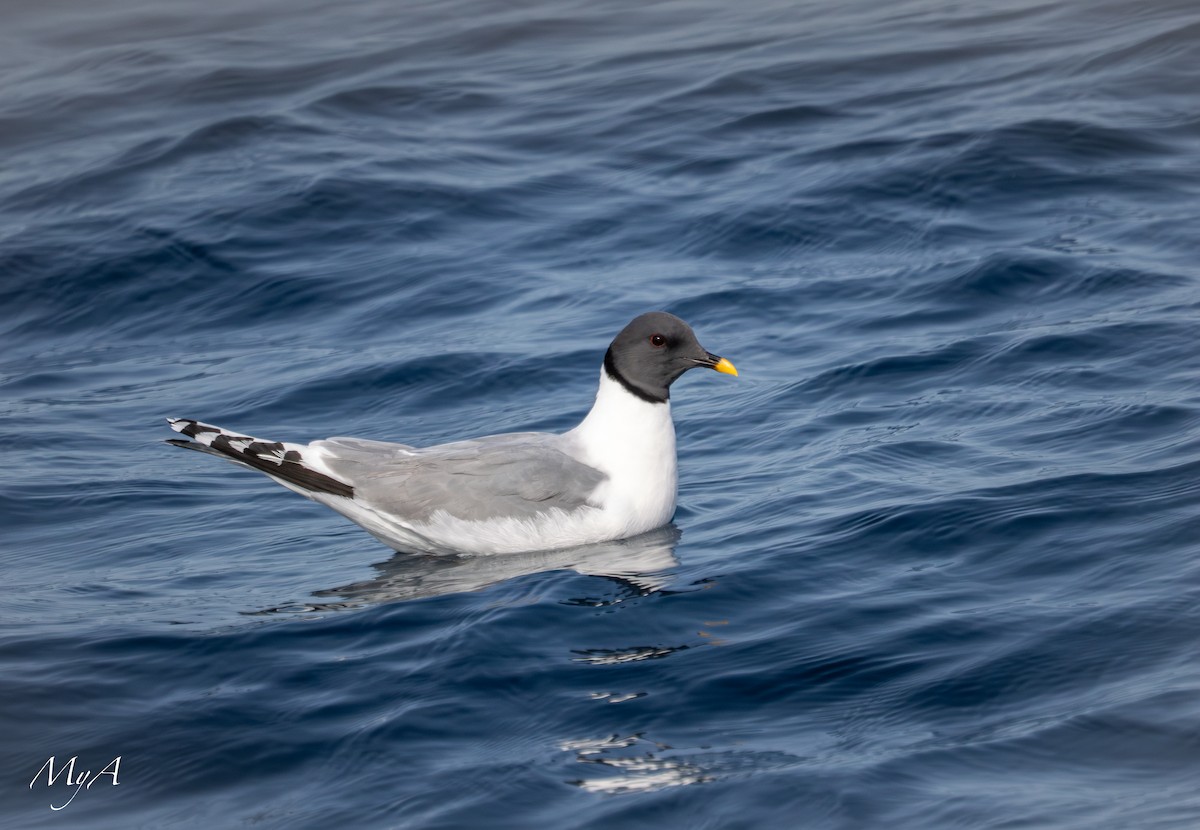 Sabine's Gull - ML645433817