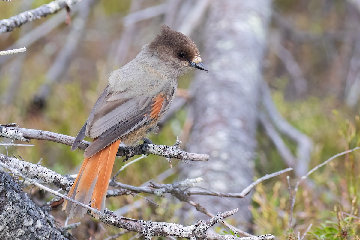 Siberian Jay - ML645433824