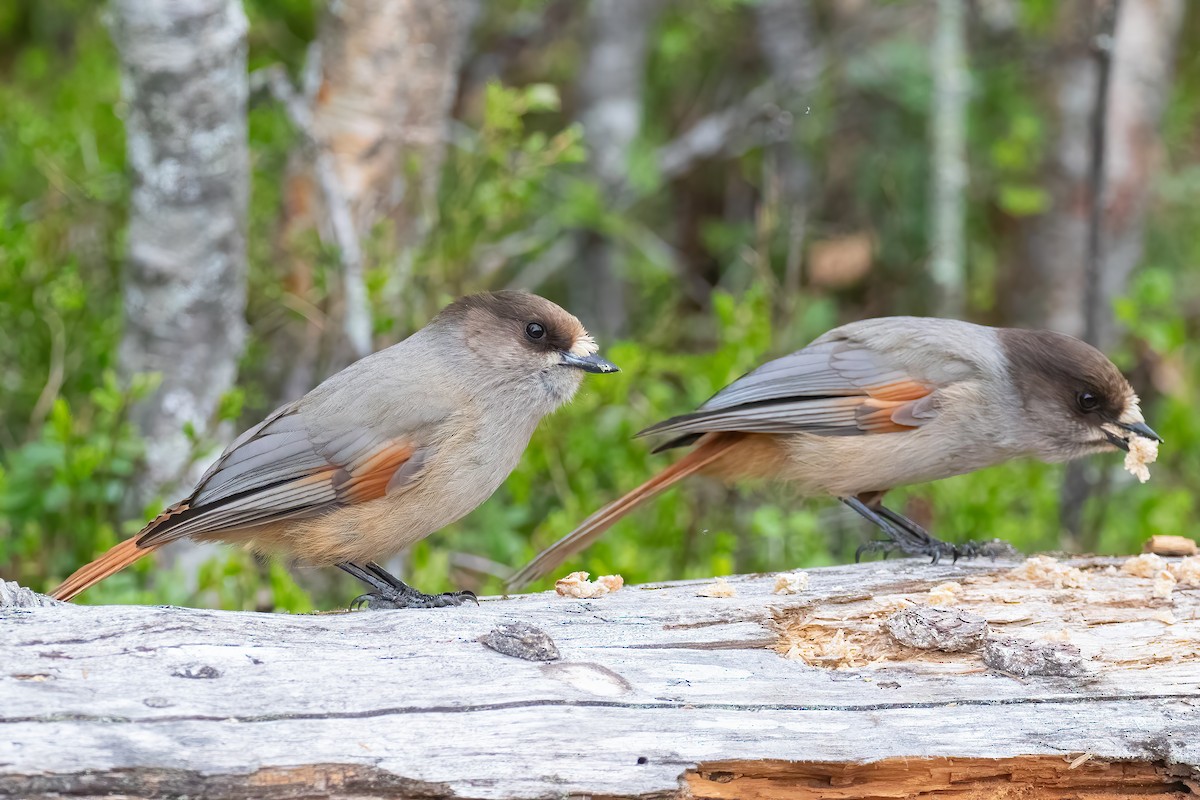 Siberian Jay - ML645433825